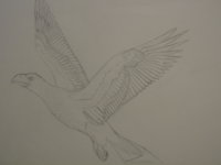 stellers sea eagle sketch.JPG