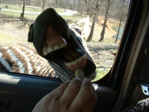 hungry zebra.jpg