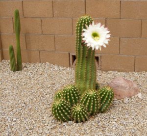 Cactus 2.jpg