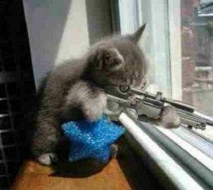 kitten is shooting!2.JPG