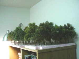 trees 1.JPG