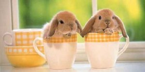 easter bunnies.jpg