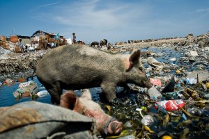 pig-rotten-garbage-cite-soleil-haiti-08.jpg
