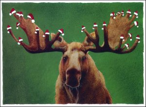 A Christmas Moose.jpg