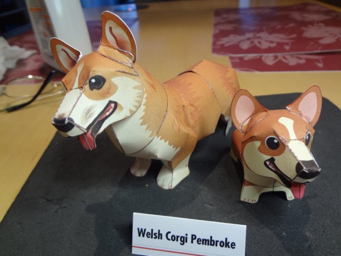 Corgi (1).JPG